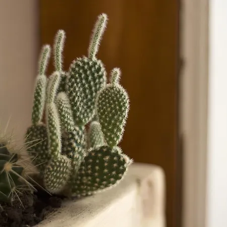 Peggy Oda ve Kahvaltı Trieste